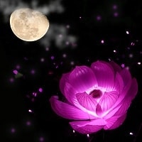 希星
