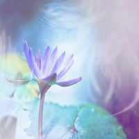 芹菜