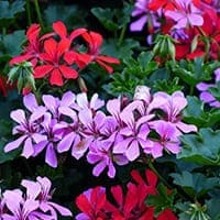 寧々花